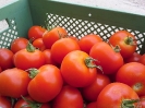 Tomaten (6)